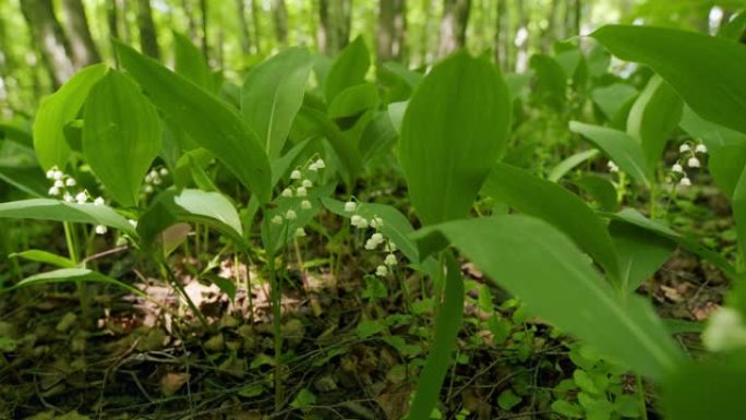 森林里山谷的百合花风在摇晃。Convallaria majalis。宽镜头。