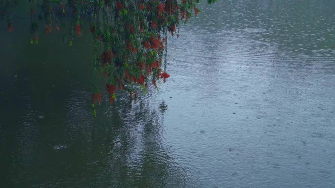 4K实拍，春雨中湖上倒挂的树叶与花朵。
