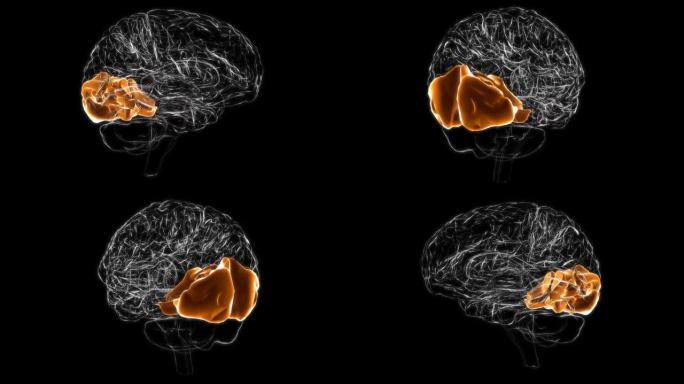 脑枕叶解剖医学概念3D动画