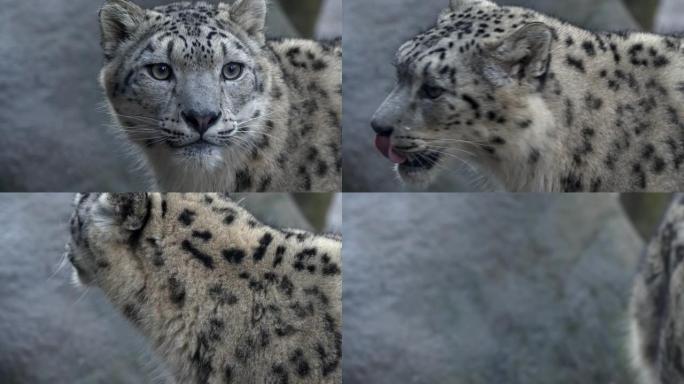 雪豹 (Panthera Uncia) 的眼睛的特写镜头环顾四周
