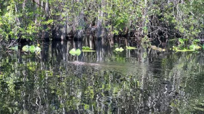 野生鳄鱼在沼泽中踩水