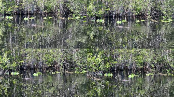 野生鳄鱼在沼泽中踩水