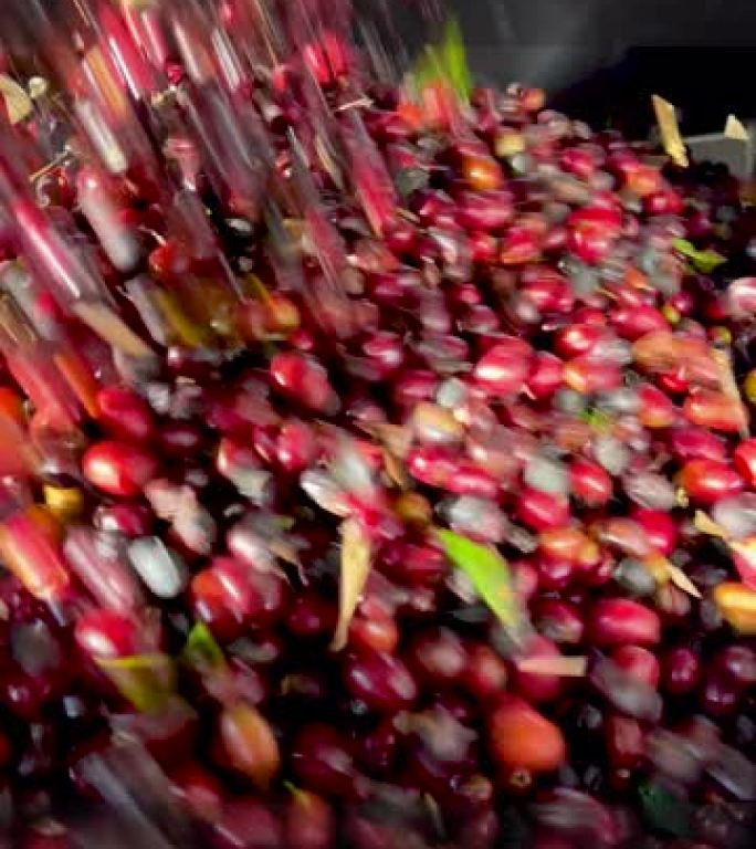 樱桃阿拉比卡咖啡，奇里基高地，巴拿马-垂直视频