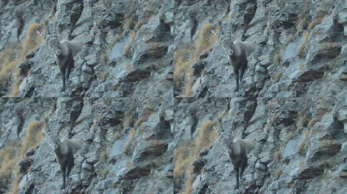 Ibex站在山边壁架上的特写镜头