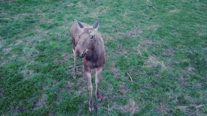 好奇可爱的驼鹿看着相机。无人机在小麋鹿附近的草坪上吃草。
