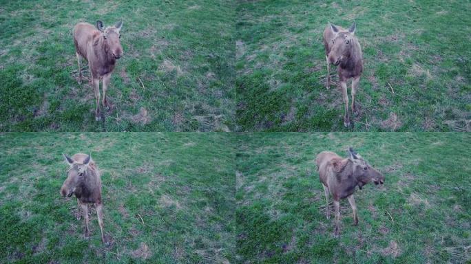 好奇可爱的驼鹿看着相机。无人机在小麋鹿附近的草坪上吃草。