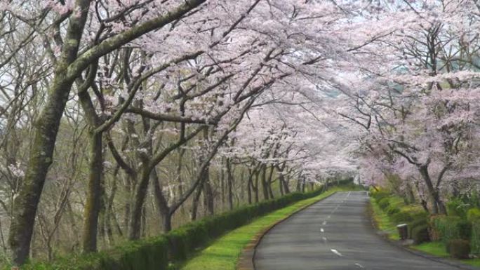 樱桃树和道路。樱花拱门