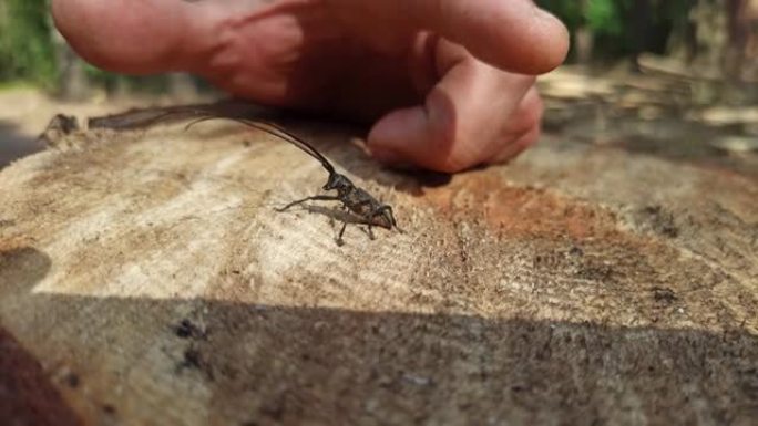 长角甲虫站在木质表面上。长须的昆虫。陶瓷。