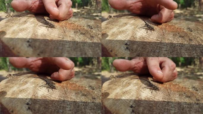 长角甲虫站在木质表面上。长须的昆虫。陶瓷。
