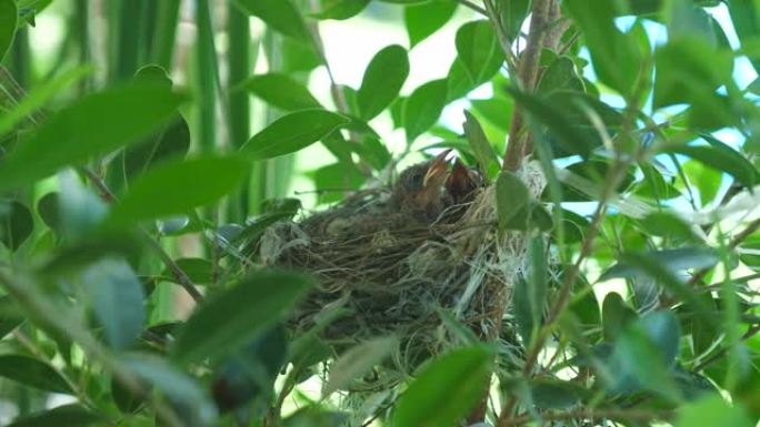 小小鸟在巢中等待母亲