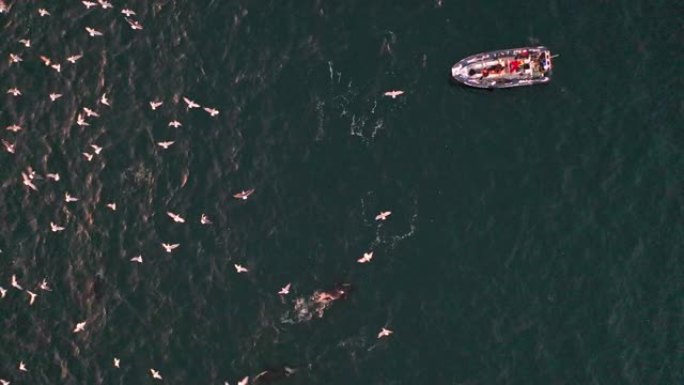 在寒冷的北冰洋中，成千上万的鸟类疯狂地用逆戟鲸和座头鲸喂食