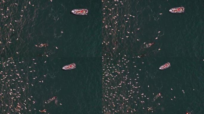 在寒冷的北冰洋中，成千上万的鸟类疯狂地用逆戟鲸和座头鲸喂食
