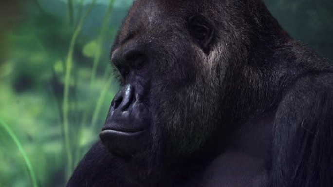 大猩猩雄性的特写肖像，严重的银背，看着他的某个地方的家人。伟大的猿，最危险和巨大的猴子的威胁性表情。