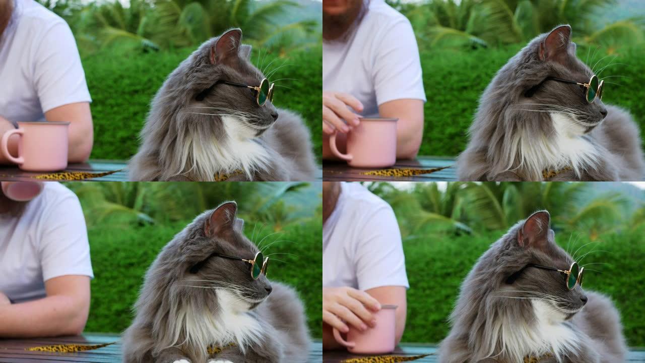 戴着墨镜的猫的男人在游泳池旁热带地区放松，男人在喝咖啡，戴着墨镜的蓬松灰猫坐在周围。带宠物的假期。猫