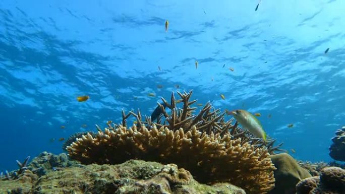 热带气候岛水下清水珊瑚礁与鱼群抽象背景