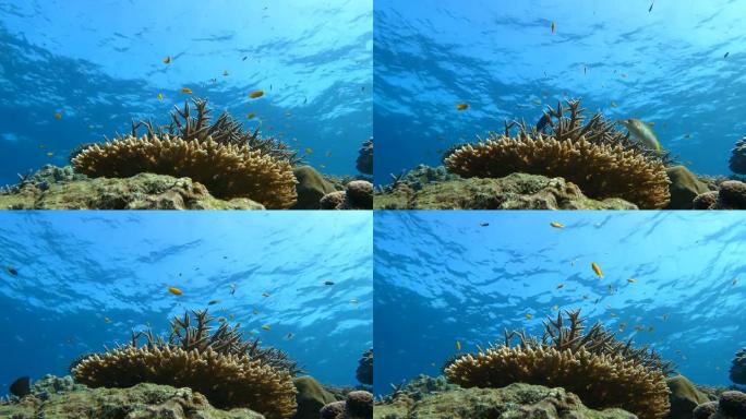 热带气候岛水下清水珊瑚礁与鱼群抽象背景
