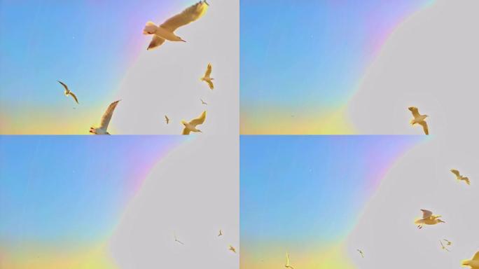 飞鸟飞过彩虹的天空