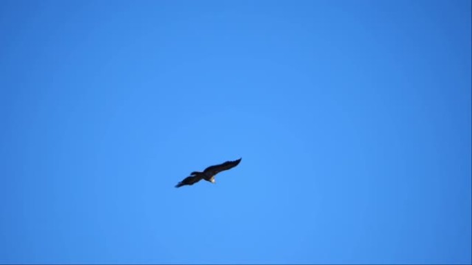 猎杀掠食性鸟类。非常强烈的蓝天。特写。版本4