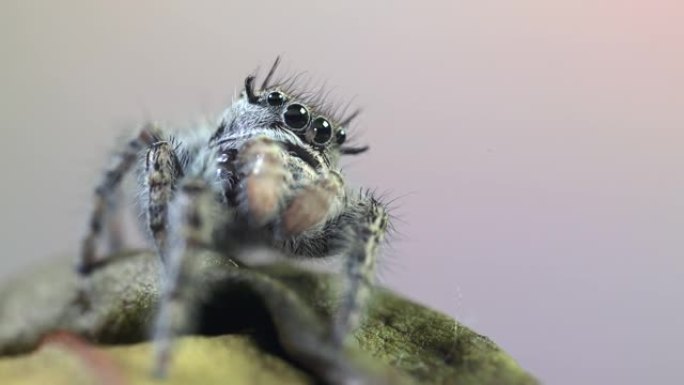 跳跃蜘蛛 (Phidippus regius) 的前视图，蜘蛛正在休息，移动其前肢 (pedipal