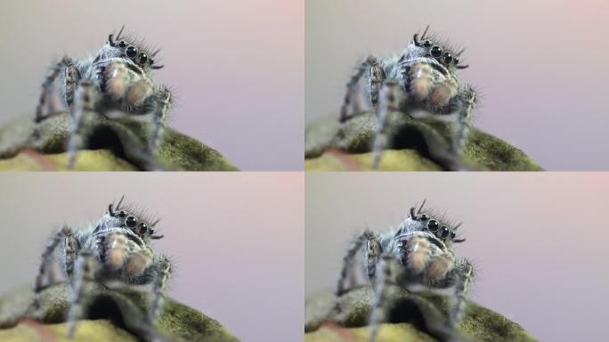 跳跃蜘蛛 (Phidippus regius) 的前视图，蜘蛛正在休息，移动其前肢 (pedipal