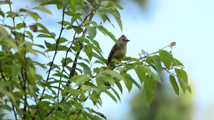 鸟 (山Bulbul)