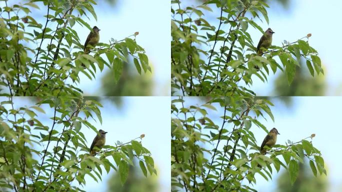 鸟 (山Bulbul)