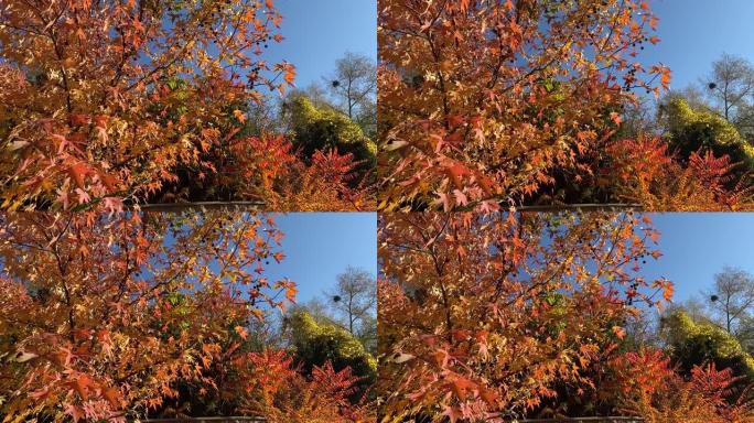 秋天公园里有红色橙色叶子的枫树。