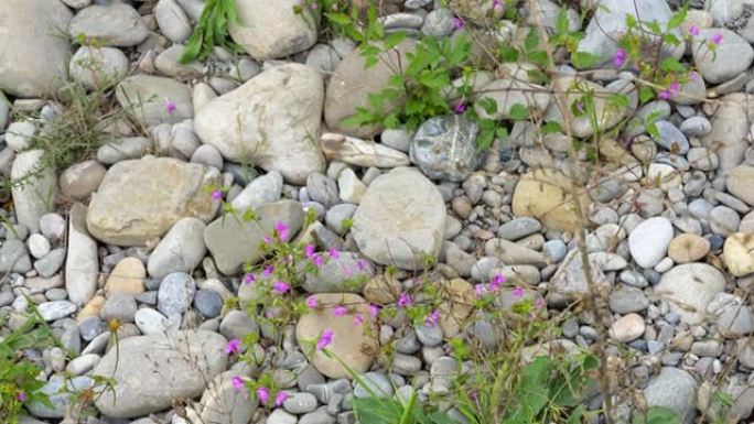蜂鸟鹰蛾 (Macroglossum stellatarum) 以大卵石和石头之间的花朵为食