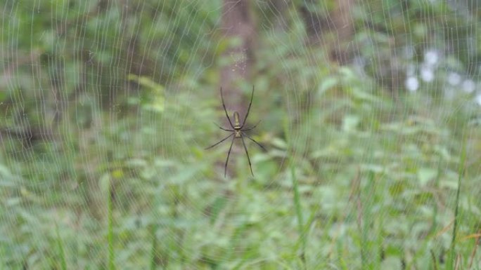 蜘蛛爬到网上。唯美自然美丽风景大气意境