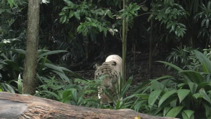 在新加坡动物园休息的白虎