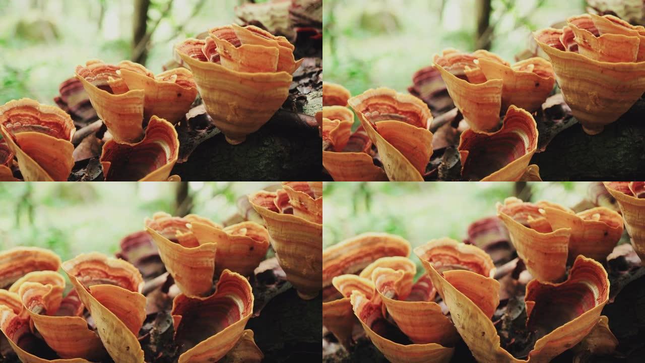 死木材上的橙色朱砂藻野生蘑菇的录像