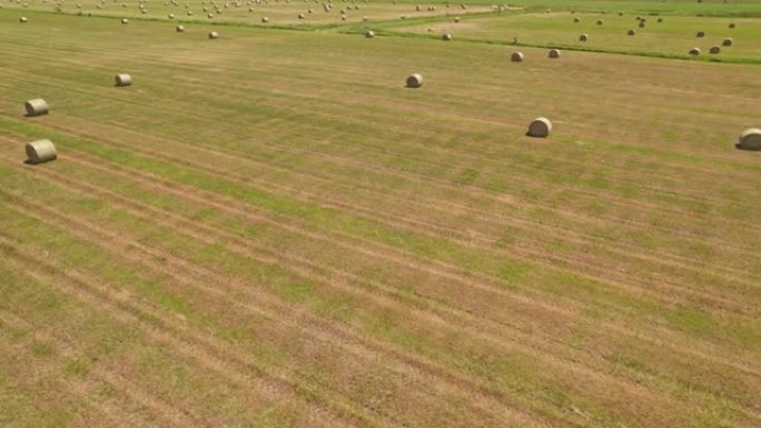 大热天田野干草堆的鸟瞰图。干草卷成卷。干草堆用于食物和喂养农场动物。麦田收割后青贮季节。农业和农业。