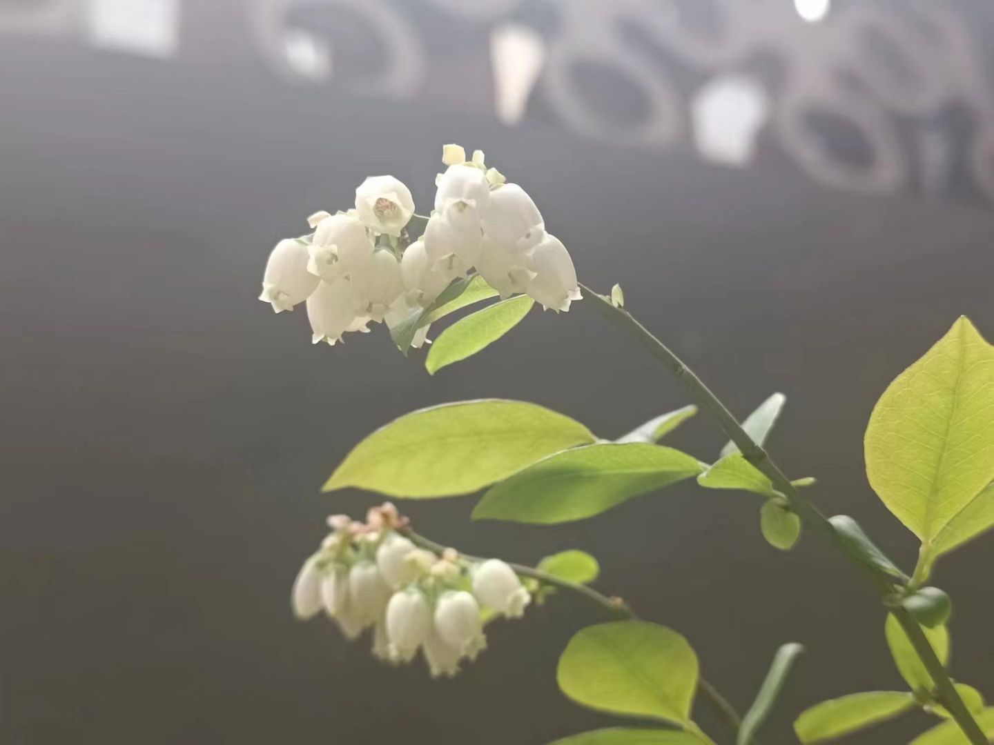 原创植物类花卉-蓝莓开花视频