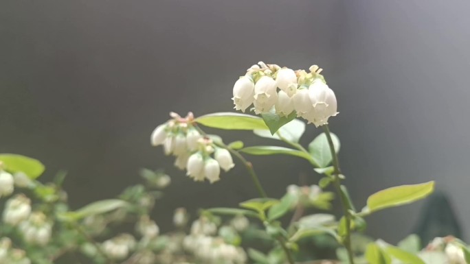 原创植物类花卉-蓝莓开花视频