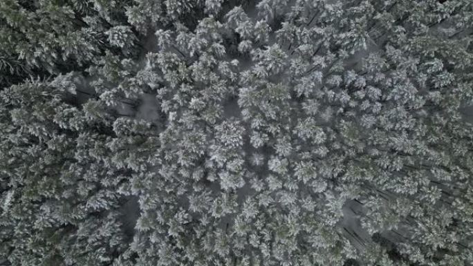 被白雪覆盖的冷杉林木的俯视图