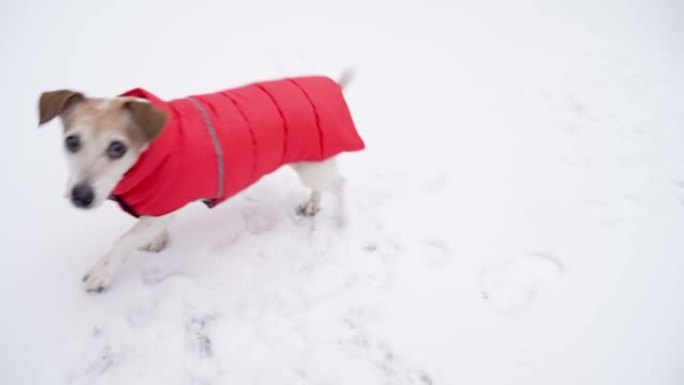 穿着红色冬衣的活跃小狗拿橙色球。
