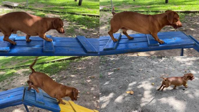 腊肠狗在公园里玩耍。