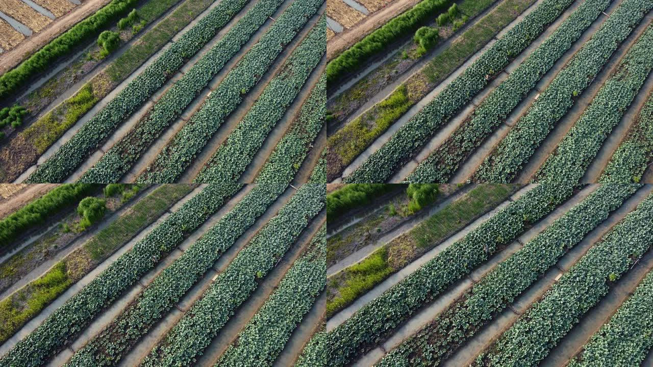 田野和农业地块的鸟瞰图。农业景观: 一排排植物生长在广阔的土地上，土壤肥沃，农民检查田间的农作物。