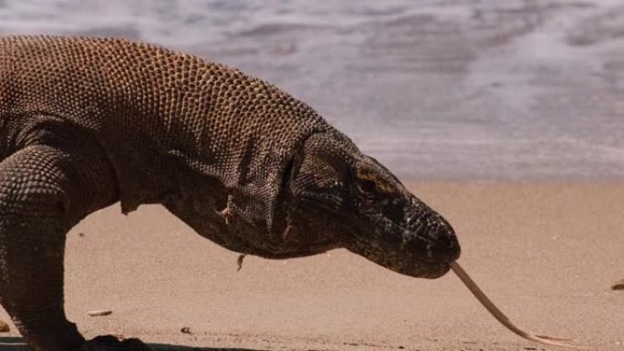 科莫多巨蜥在科莫多岛上的大海前行走并伸出舌头的特写镜头