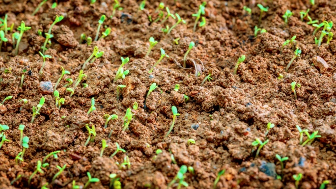 幼苗 植物生长 出苗 生命 春天