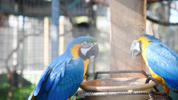 澳大利亚美丽的袋鼠岛的彩色蓝色鹦鹉