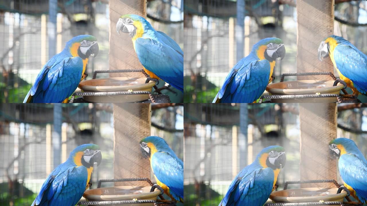 澳大利亚美丽的袋鼠岛的彩色蓝色鹦鹉