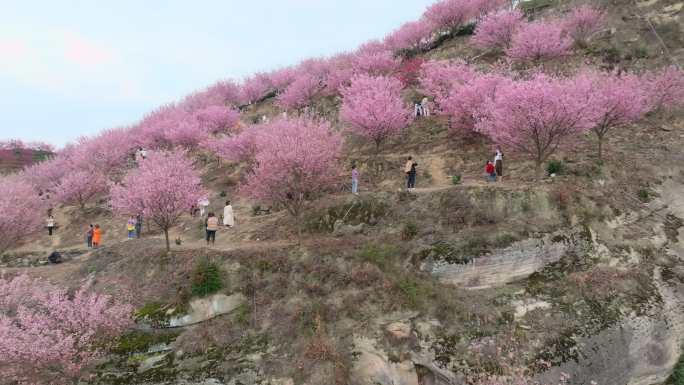 江津猫山樱博园樱花航拍