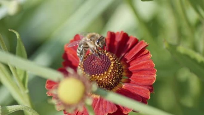 蜜蜂在田间给普通的喷嚏花授粉。选择性聚焦
