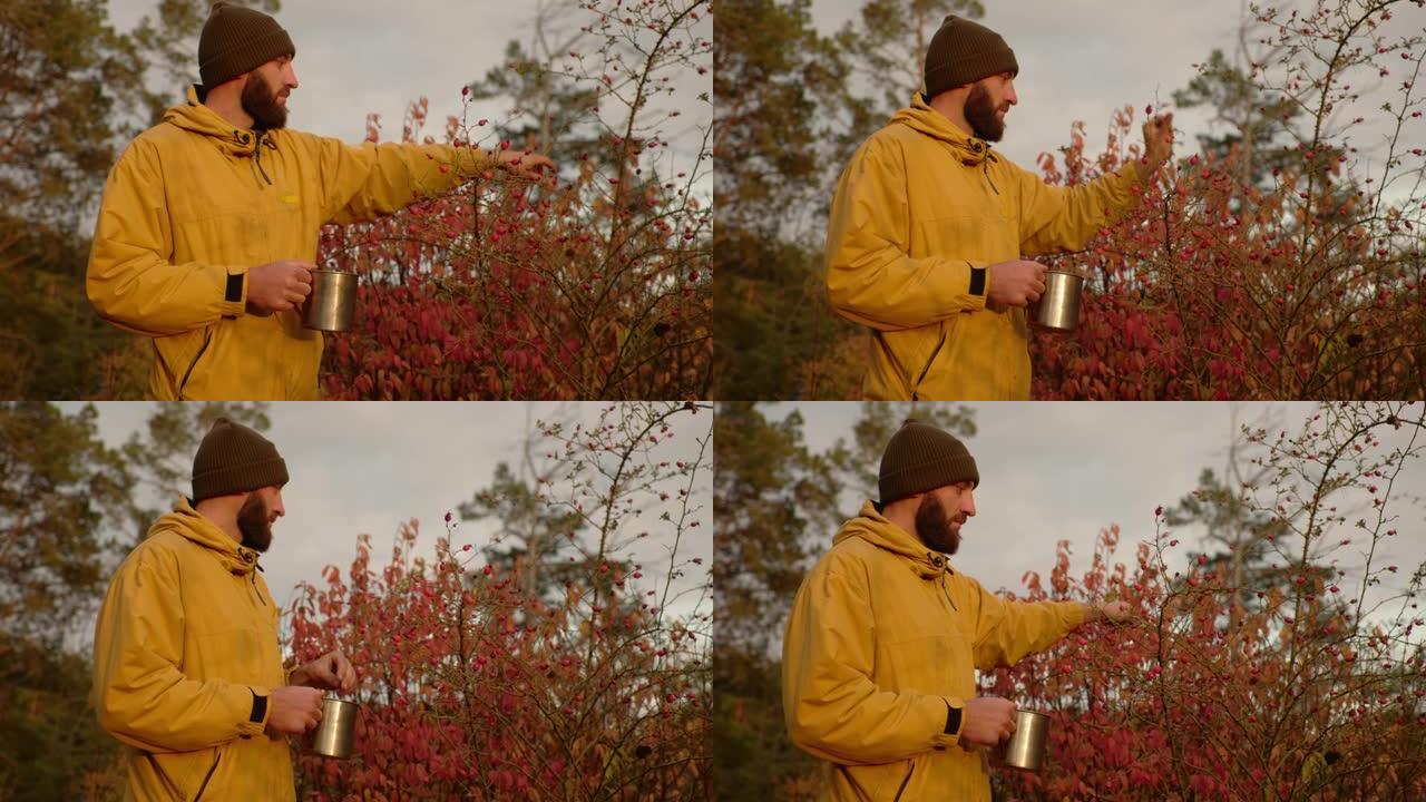 在野外生存。一个男人在森林里收集玫瑰果。
