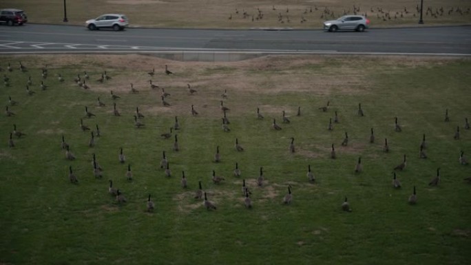 成群的鸭子在道路和交通旁的田野上休息