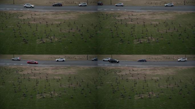 成群的鸭子在道路和交通旁的田野上休息