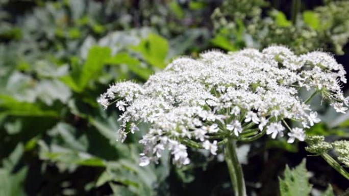 Sosnowsky的猪草 (Heracleum sosnowskyi) 是伞形科的花朵。