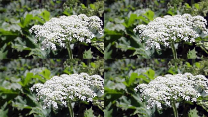 Sosnowsky的猪草 (Heracleum sosnowskyi) 是伞形科的花朵。