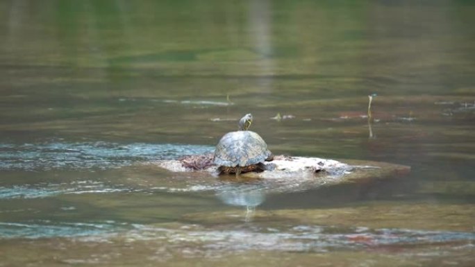 害怕的密苏里河Cooter乌龟冲入水中